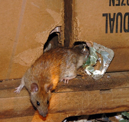 Health Threats Posed by Rats, Mice, and Other Rodents - Medtech Cleaners